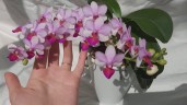 Phal. Liu's Cute Angel 2.5" УЦЕНКА (нет нижних листиков)