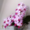Phal. Liu's Cute Angel 2.5" УЦЕНКА (нет нижних листиков)