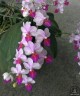 Phal. Liu's Cute Angel 2.5" УЦЕНКА (нет нижних листиков)