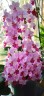 Phal. Liu's Cute Angel 2.5" УЦЕНКА (нет нижних листиков)