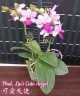 Phal. Liu's Cute Angel 2.5" УЦЕНКА (нет нижних листиков)