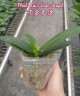 Phal. Liu's Cute Angel 2.5" УЦЕНКА (нет нижних листиков)