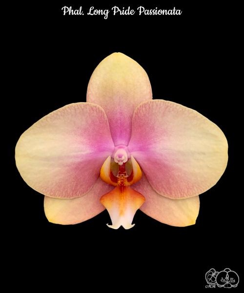 Phal. Long Pride Passionata 2.5''