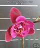 Phal. OX Black Face (peloric - 3 lips) 2.5''