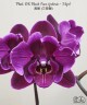 Phal. OX Black Face (peloric - 3 lips) 2.5''