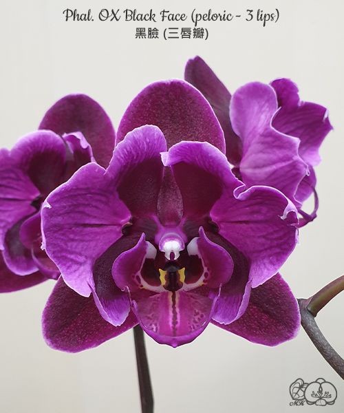 Phal. OX Black Face (peloric - 3 lips) 2.5''