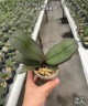 Phal. OX Black Face (peloric - 3 lips) 2.5''