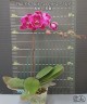 Phal. OX Black Face (peloric - 3 lips) 2.5''