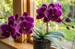 Phal. OX Black Face '3 lips' 2.5''