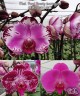 Phal. Pearl Beauty (variegata) 2.5"