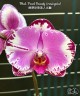 Phal. Pearl Beauty (variegata) 2.5"