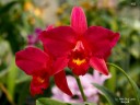 Lc. Hsin Buu Lady 'YT' AM/AOS 2.5''