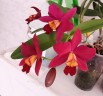Lc. Hsin Buu Lady 'YT' AM/AOS 2.5''