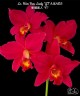 Lc. Hsin Buu Lady 'YT' AM/AOS 2.5''