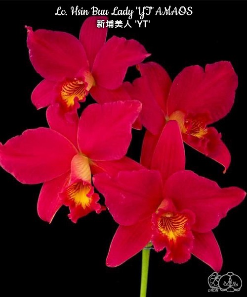 Lc. Hsin Buu Lady 'YT' AM/AOS 2.5''