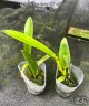 Lc. Hsin Buu Lady 'YT' AM/AOS 2.5''