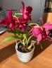Lc. Hsin Buu Lady 'YT' AM/AOS 2.5''
