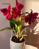 Lc. Hsin Buu Lady 'YT' AM/AOS 2.5''