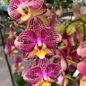 Phal. Long Pride Flash '1631' 2.5'' УЦЕНКА (мех. повр. лист.)
