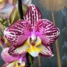 Phal. Long Pride Flash '1631' 2.5'' УЦЕНКА (мех. повр. лист.)