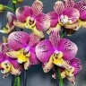 Phal. Long Pride Flash '1631' 2.5'' УЦЕНКА (мех. повр. лист.)