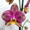 Phal. Long Pride Flash '1631' 2.5'' УЦЕНКА (мех. повр. лист.)