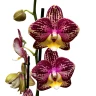 Phal. Long Pride Flash '1631' 2.5'' УЦЕНКА (мех. повр. лист.)