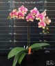 Phal. Long Pride Flash '1631' 2.5'' УЦЕНКА (мех. повр. лист.)