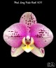Phal. Long Pride Flash '1631' 2.5'' УЦЕНКА (мех. повр. лист.)