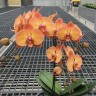 Phal. Dawn 3.0''
