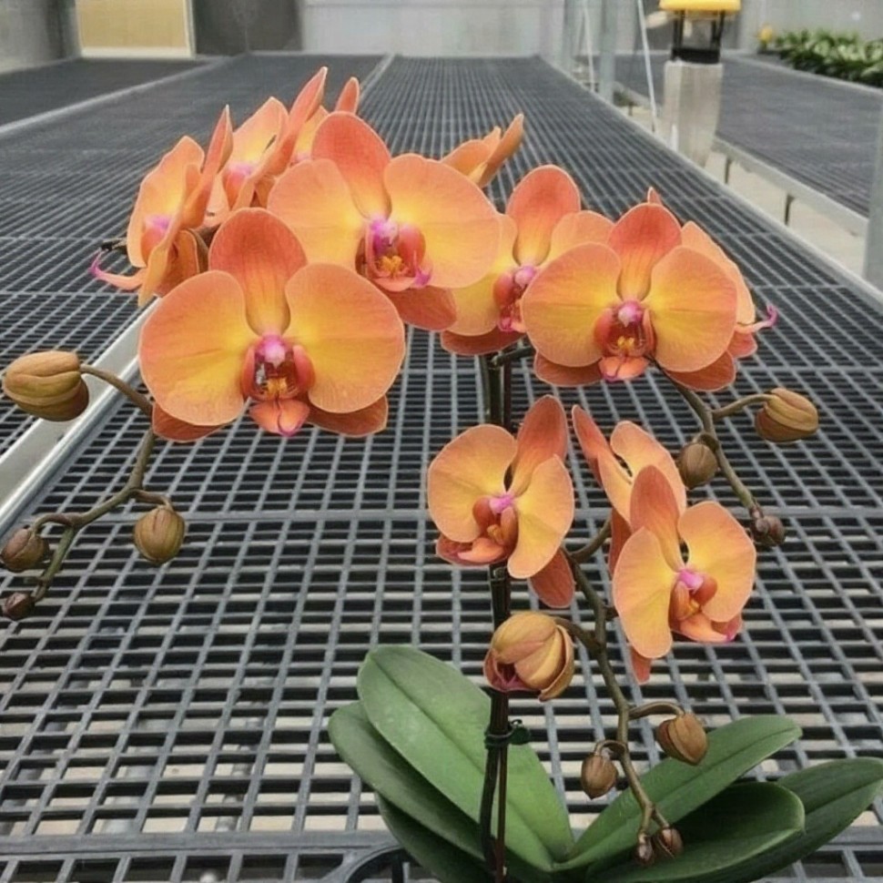 Phal. Dawn 3.0''
