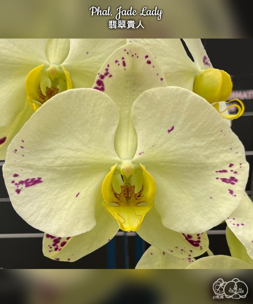 Phal. Jade Lady 2.5'' УЦЕНКА (нет нижн. лист.)