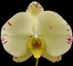Phal. Jade Lady 2.5'' УЦЕНКА (нет нижн. лист.)
