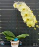 Phal. Jade Lady 2.5'' УЦЕНКА (нет нижн. лист.)