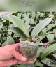 Phal. Jade Lady 2.5'' УЦЕНКА (нет нижн. лист.)