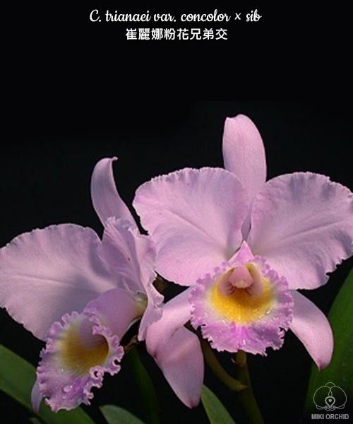 Орхидея Cattleya trianae