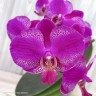 Phal. Queen Barry 2.5"