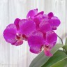 Phal. Queen Barry 2.5"