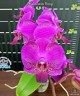 Phal. Queen Barry 2.5"