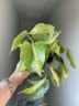 Philodendron scandens Brazil (Ø 12 см)