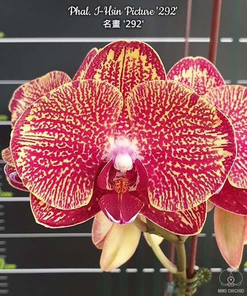 Phal. I-Hsin Picture '292' 2.5"