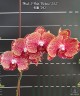 Phal. I-Hsin Picture '292' 2.5"