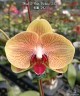 Phal. I-Hsin Picture '292' 2.5"