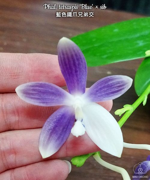 Phal. tetraspis 'Blue' × sib 2.5''