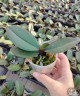 Phal. King Car Marble '717' 2.5''