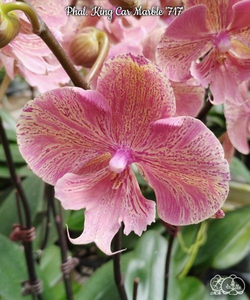 Phal. King Car Marble '717' 2.5''