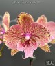 Phal. King Car Marble '717' 2.5''