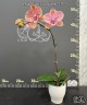 Phal. King Car Marble '717' 2.5''