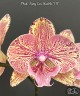 Phal. King Car Marble '717' 2.5''
