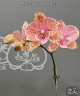 Phal. King Car Marble '717' 2.5''